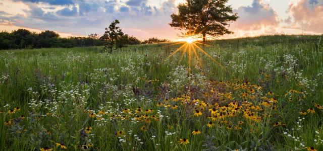 Shoefactory Prairie Nature Preserve, Elgin, Illinois