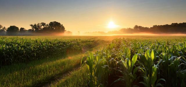 Sunrise Over a Cornfield at Dawn in Illinois